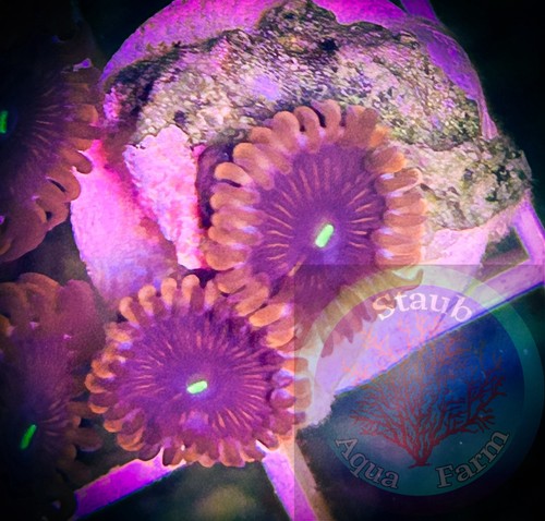 Saf people eater zoanthid - saf~people,