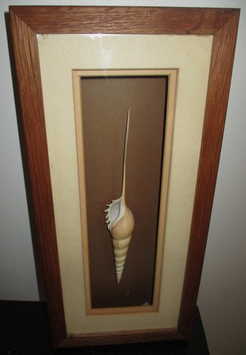 Vintage spindle tibia fusus - spindle,