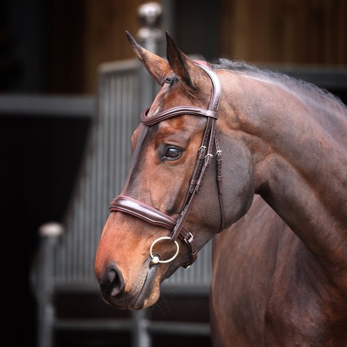 Shires lusso elite - lusso,