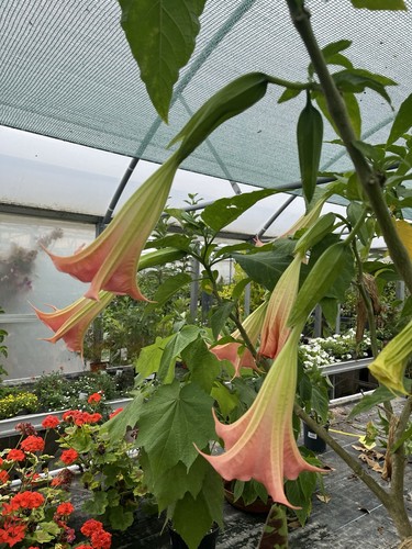 Brugmansia rosea pink angels - rosea,