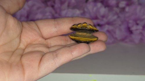 Tiger eye clam - tiger, shell