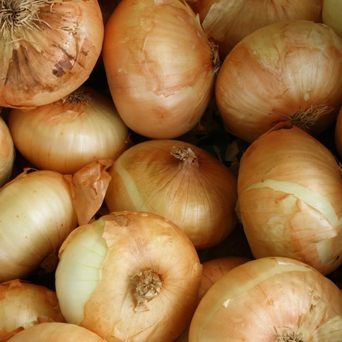 Yellow onion sets - onion,