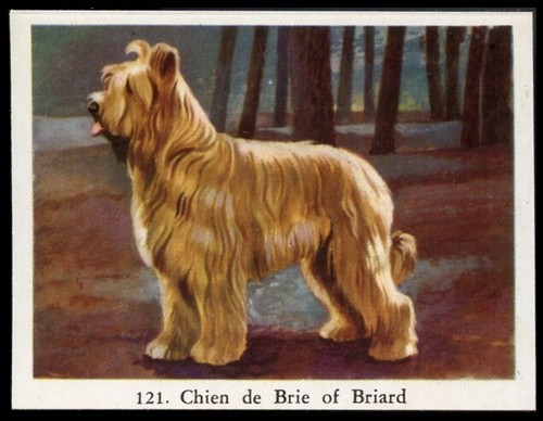 Briard chien berger brie - briard,
