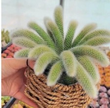 Monkey Tail Hildewinteria Colademoninis Trailing Cactus Well Rooted  10cm+