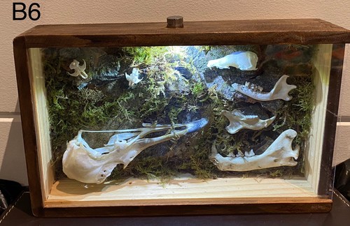 Skull jaw taxidermy cabinet - &,