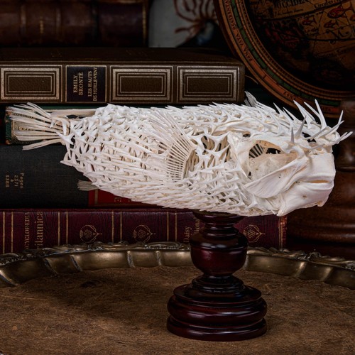 Real porcupinefish skeleton - porcupinefish,