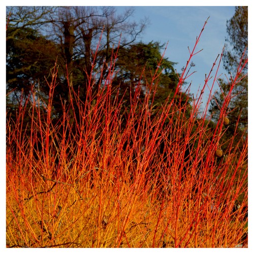 Cornus sanguinea winter - cornus, sanguinea/