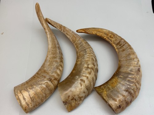 1pc indian semi polished sheep - 1pc, semi-polished