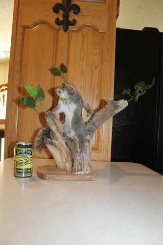 Taxidermy squirrel chipmunk - taxidermy,