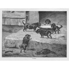 DOGS Puppies - Antique Print