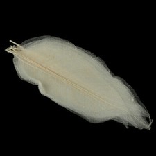 Natural Magnolia Skeleton Leaf Leaves Card Scrapbooking 3 packs 50-60 RRP £7.50