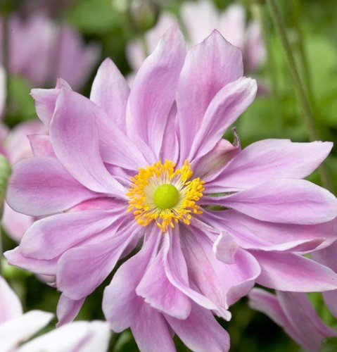 Anemone königin charlotte - charlotte,