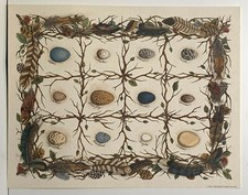 Birds Eggs on display water