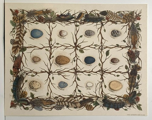 Birds eggs display water - eggs, on