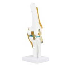 Life Size Human Knee Joint