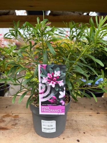 Daphne transatlantica pink - transatlantica, 'pink