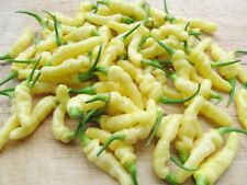 Aribibi Gusano Ghee Naga ঘী-নাগা মরিচ বীজ Caterpillar Chilli Pepper 10 Seeds UK