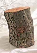 1 x Holm Oak wood log for