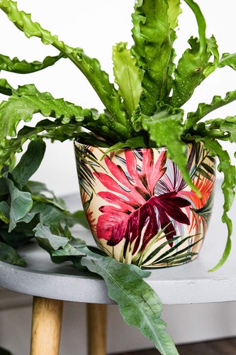 Ivyline monza tropical fuchsia - monza,