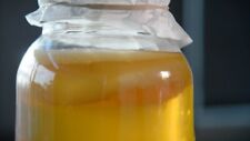 XL size Grown for 6 weeks Organic Kombucha Scoby for 2-3 liters of brew