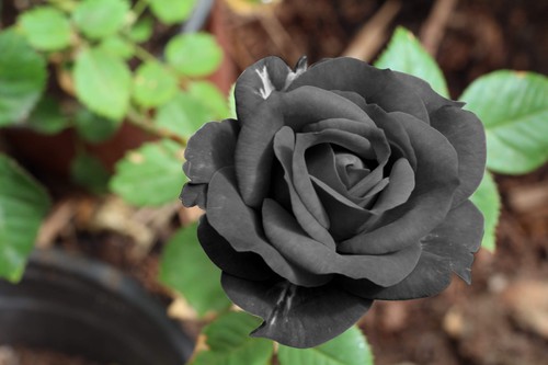 Black rose rosa bush shrub - black,