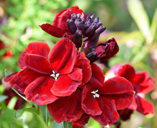 Ruby gem wallflower seeds - 25,
