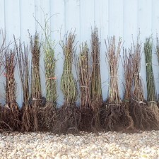 Purple Beech bare root size 1-2ft x 25 pre order del mid nov to may autumn