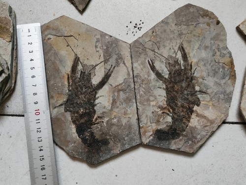 Pair cretaceous period - cretaceous,