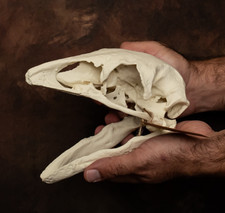 Moa Skull Replica Giant
