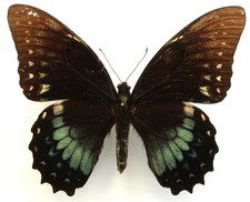 PAPILIO VICTORINUS VULNERATUS