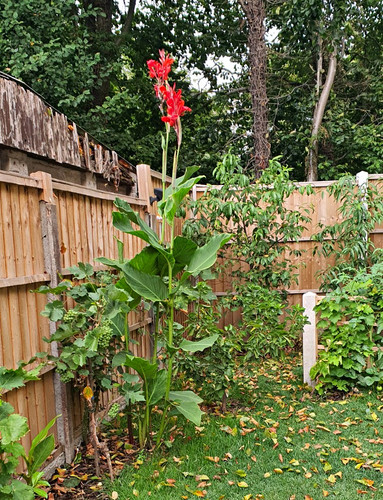 Canna lily red and different - canna,