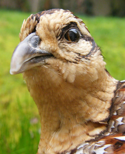 Wall mounted female hen - wall,