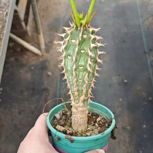 12cm succulent cactus - 12cm,