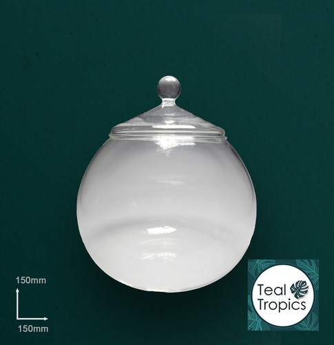 Clear terrarium glass - clear,