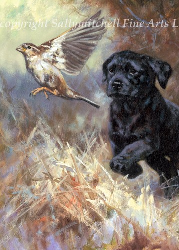 Black labrador retriever - labrador,