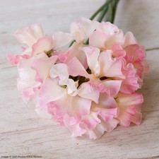 Sweet Pea 'Mollie Rilstone' Modern Grandiflora Pink Fragrant Flowers 8 Seeds