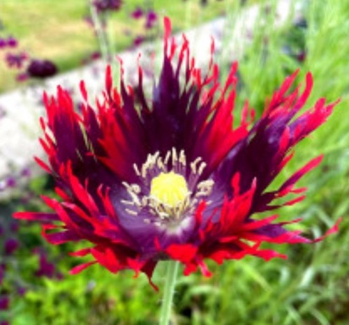 Poppy peony drama - poppy, x