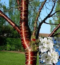 Prunus Tibetica Birch Bark