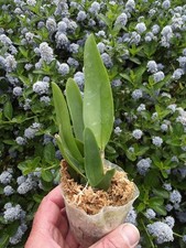 Rare Cattleya gaskelliana semi