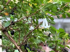 Fuchsia microphylla var