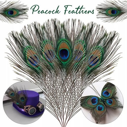 Natural peacock feathers tail - feathers,