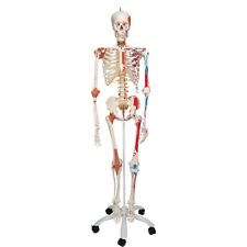Human Skeleton Model "Sam" with Muscles & Ligaments - 3B Smart Anatomy