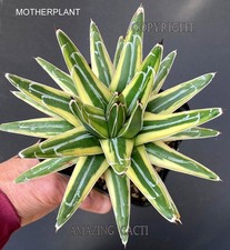 Agave victoria Reginae " ORION "