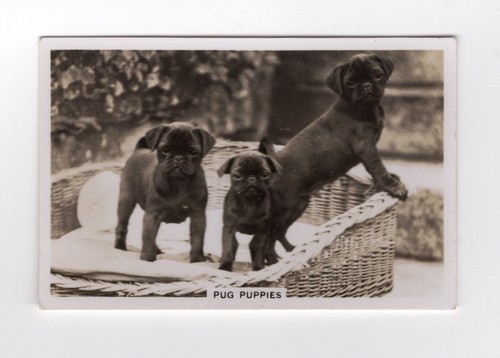 Dogs cigarette card 1939 10 - card,