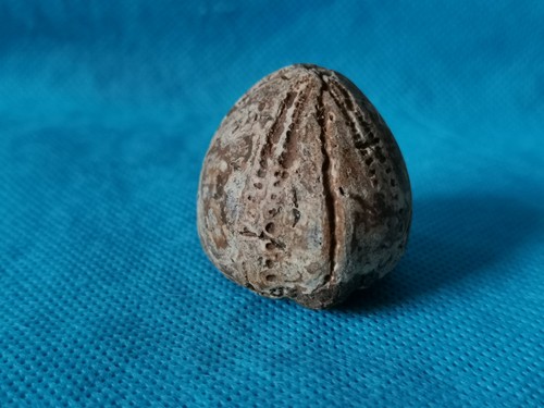 Flint echinoid fossil - flint,