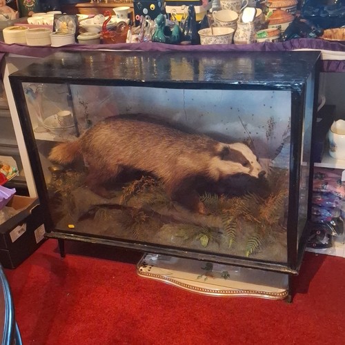 Vintage badger taxidermy - vintage,