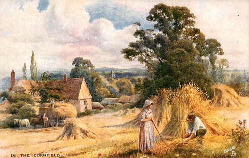 The cornfield farming - in,