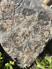 Ammonite multi block yorkshire - ammonite, multi-block