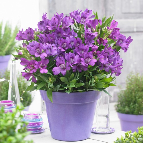 Alstroemeria indigo peruvian - alstroemeria,