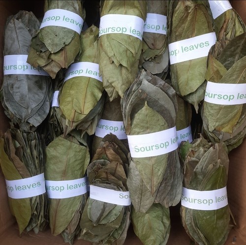 2200 dried soursop leaves - 2200+,